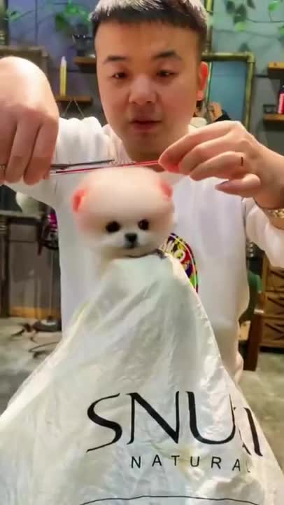 Cute Funny Puppy Videos 2021 # #short Charming ANIMAL COMPILATION |