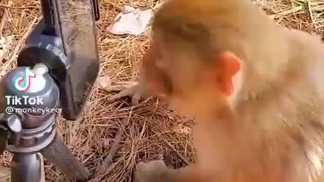 Monkey funny video