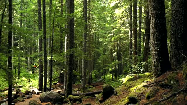 Beautiful forest from Amazonia