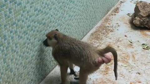 Baboon with red ass