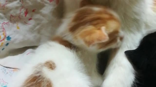 Sofi Kitten Sisters With Mother Shower Duty