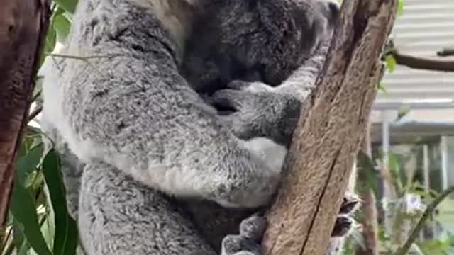 The best snuggles in the world🤗 #shorts #koala #Animals