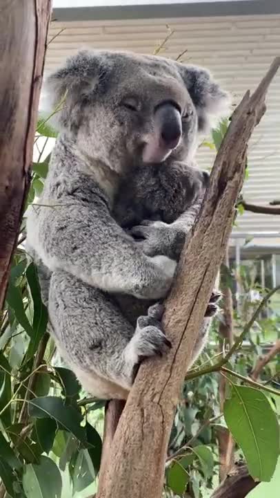 The best snuggles in the world🤗 #shorts #koala #Animals