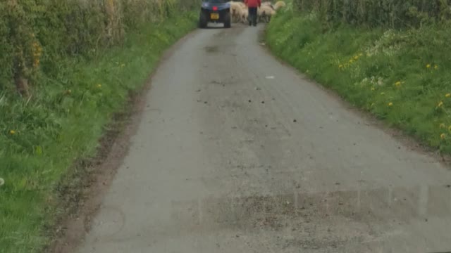 Bernese Mountain Dog is very confused by strange traffic on the road