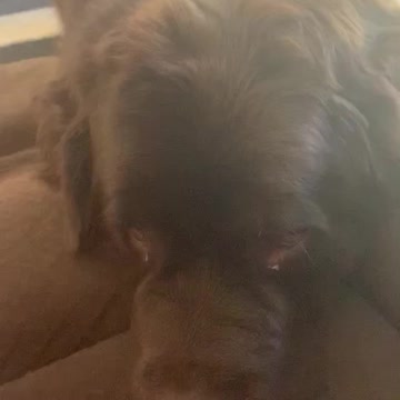 This huge Newfie is just too funny