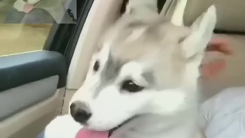 The dog is going for a ride