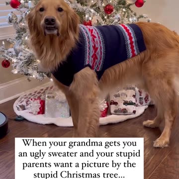 I don’t think he likes it…