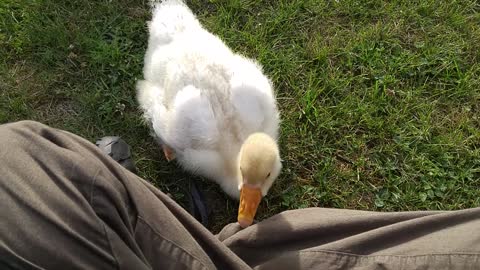 Sam nibbling at my shoelaces and pants