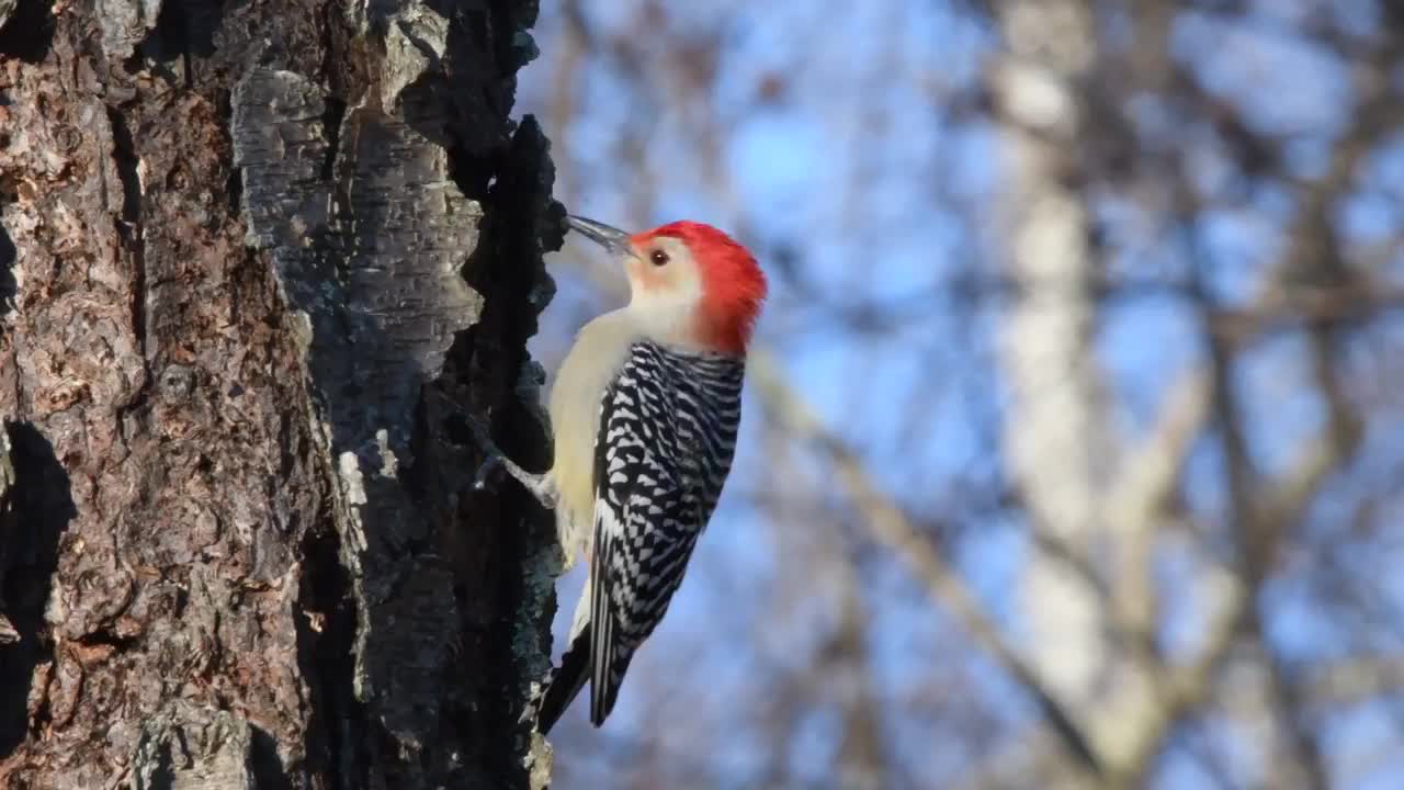 Red-bellied woodpeckers