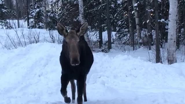 Curious Moose Comes in Close