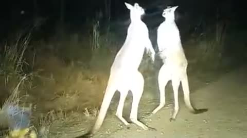 Kangaroo Fight in the Outback