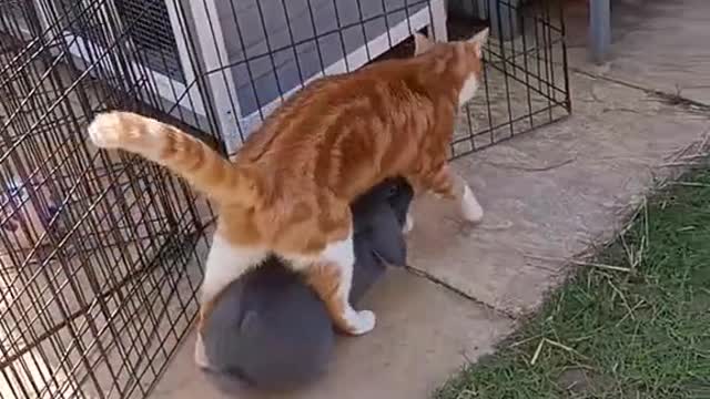 Catbuns hopmeow