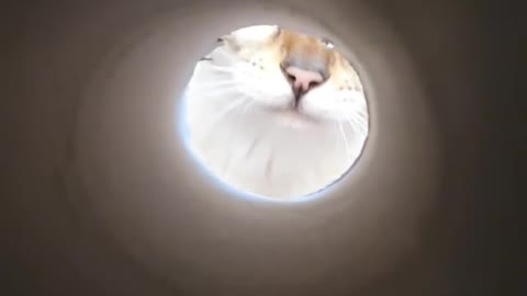 Very funny video #2 - Playing with the cat through the pipe