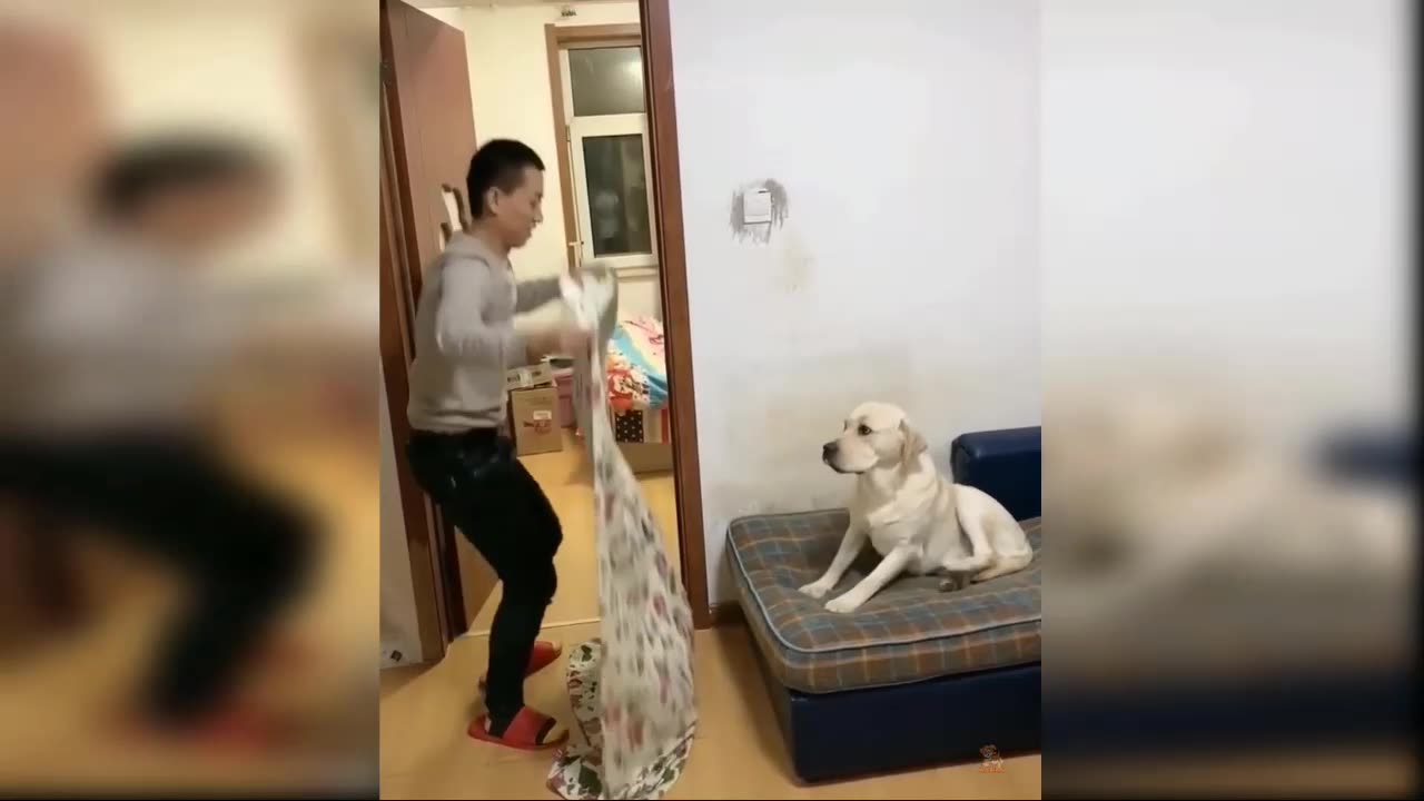 Cute baby dog's funny moments 😄