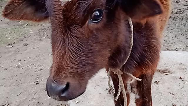 Cute cow lovely