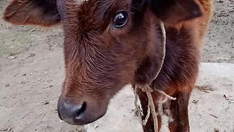 Cute cow lovely