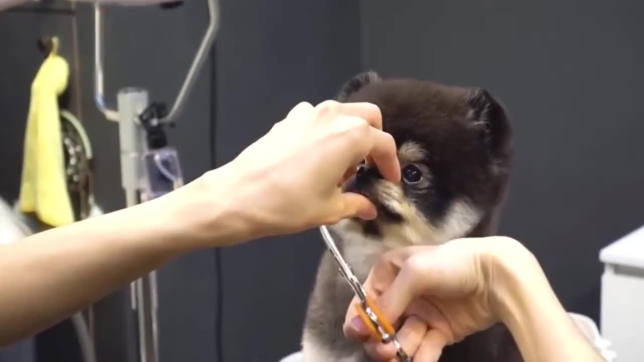 Cute dogs being groomed