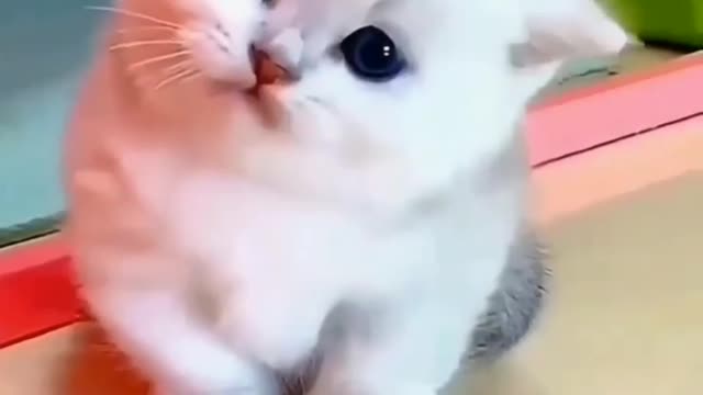 😍cuite cat😍