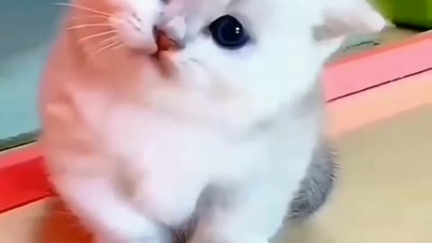 😍cuite cat😍