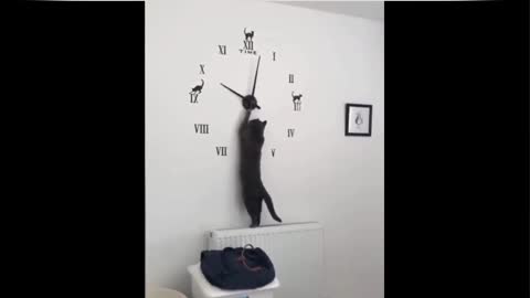 Cute and funny cat 🐱