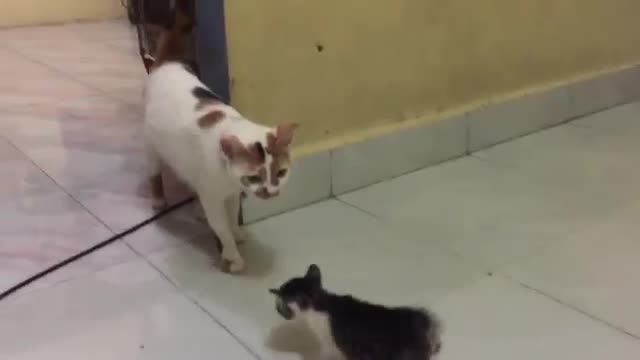 This cat mother is angry because her child is out of the cage