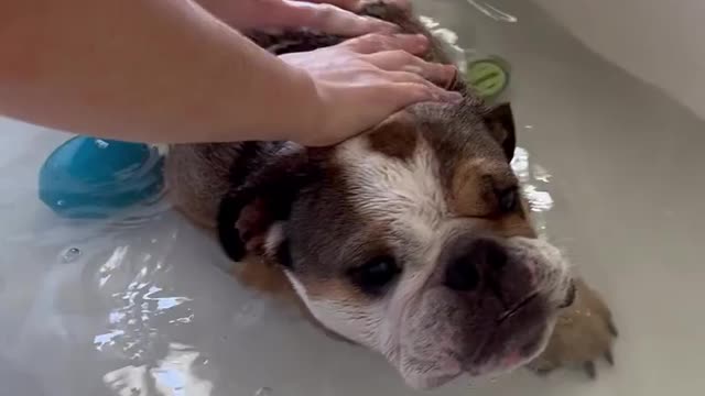 Dog 🐕🐩 bathing in tub & enjoy 😉🧼🛁