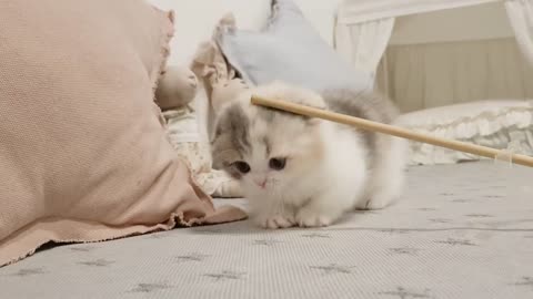 cute and smart kittens