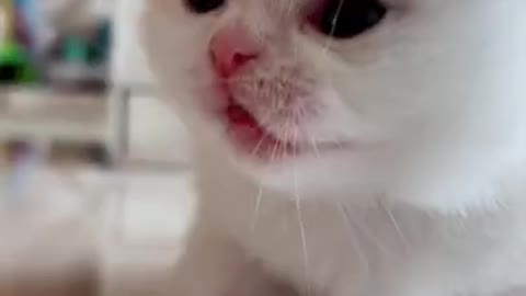 Cute cat