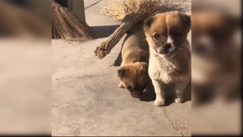Baby dog - funny and cute dog video