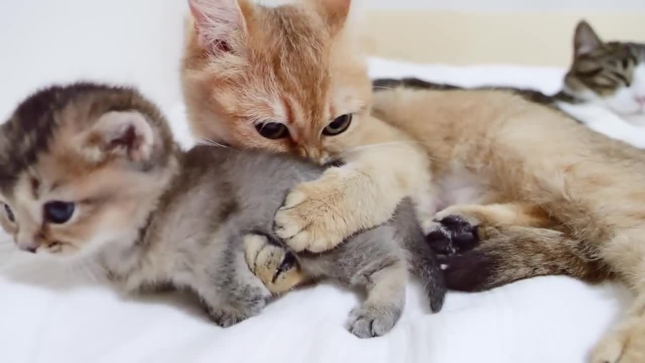 The time for family gathering before bedtime is too happy