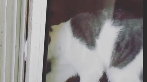 White cat trying to open door