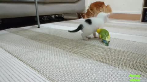 Chaton parable - Kitten vs lovebirds - Kitten vs Lovebird