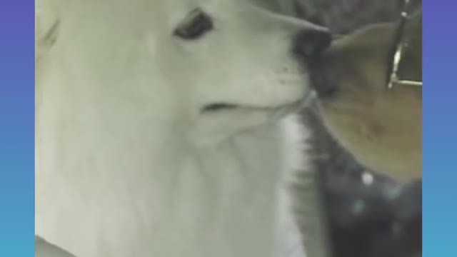 Smart Dog Video 2021