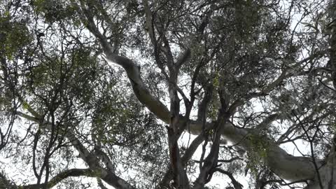 Birds Melbourne Australia