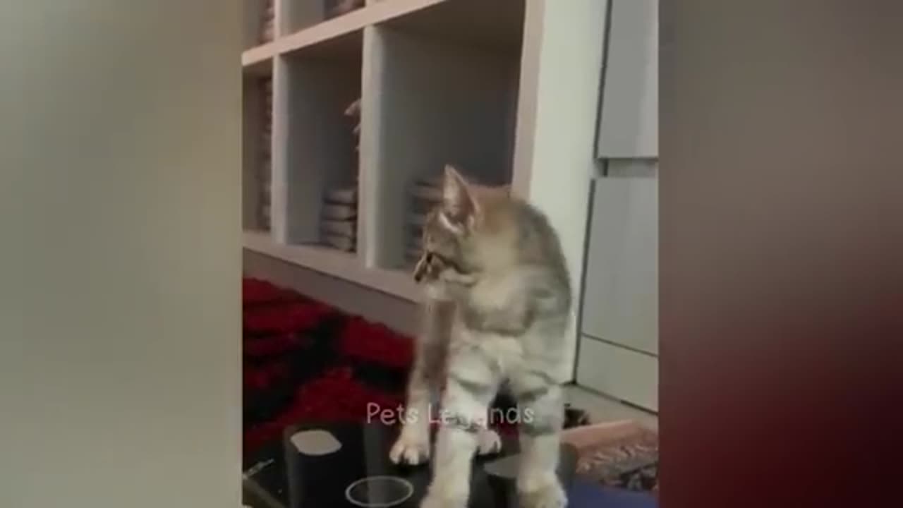 FUNNY ANIMAL VIDEO