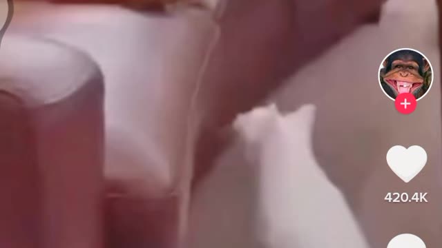 Funny clever cat