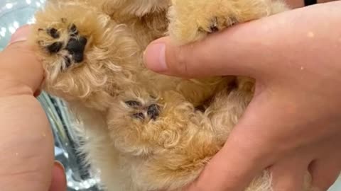 Puppy Expert Shares Daily Adventures for MAXIMUM JOY