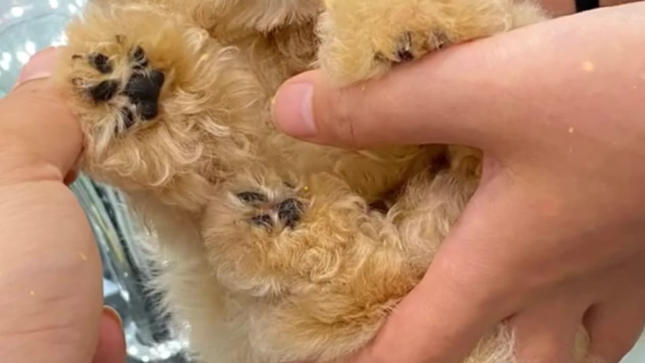 Puppy Expert Shares Daily Adventures for MAXIMUM JOY