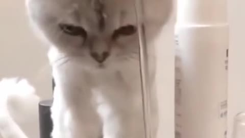 Cute animal cute reaction