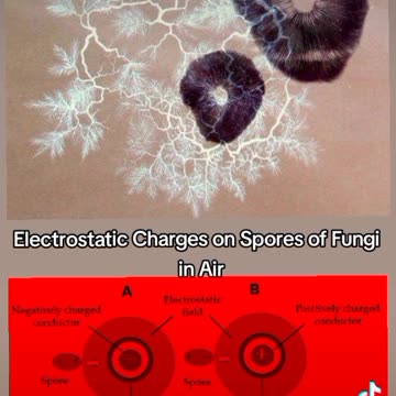 ELECTRIC FUNGI