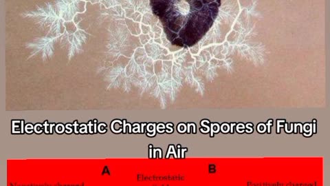ELECTRIC FUNGI