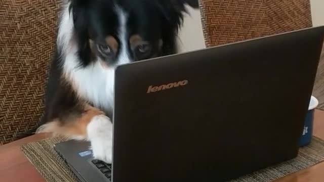 Brown white dog looks up from black laptop