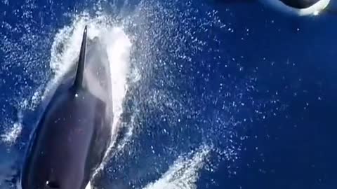 Orcas in conditions so beautiful it looks cgi!Orcas in conditions so beautiful it looks cgi!