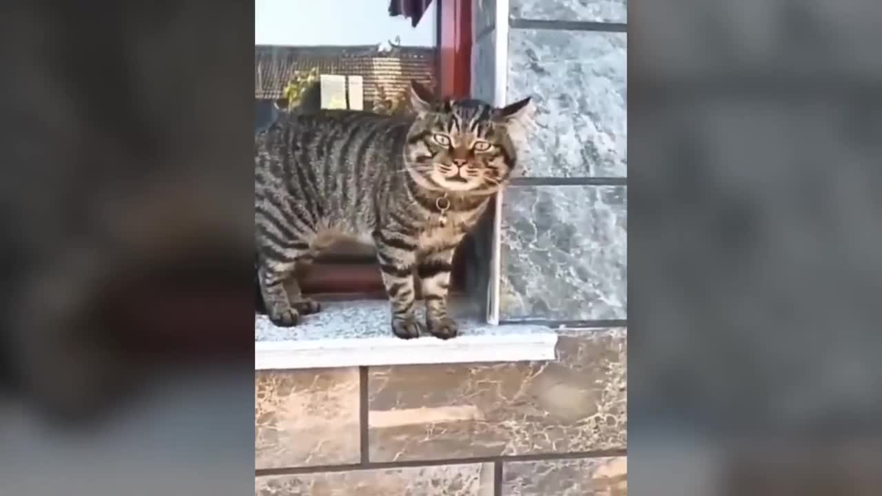 funny talking cats