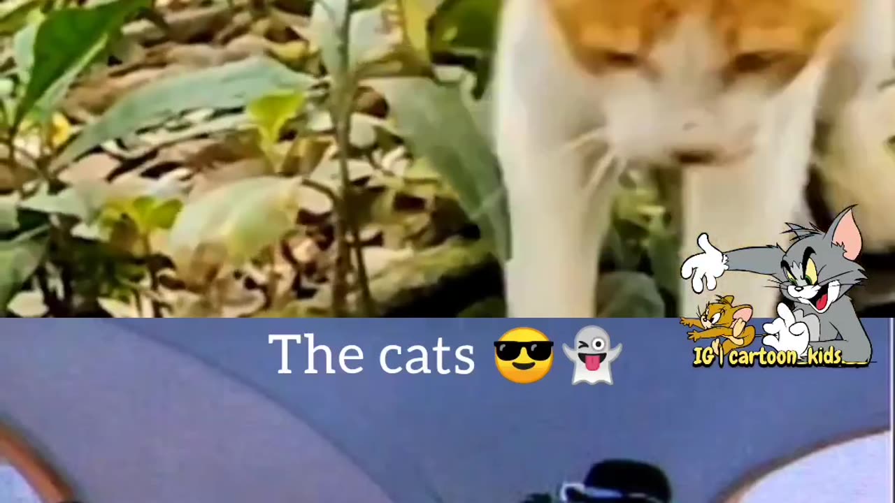 Tom and Jerry new episode