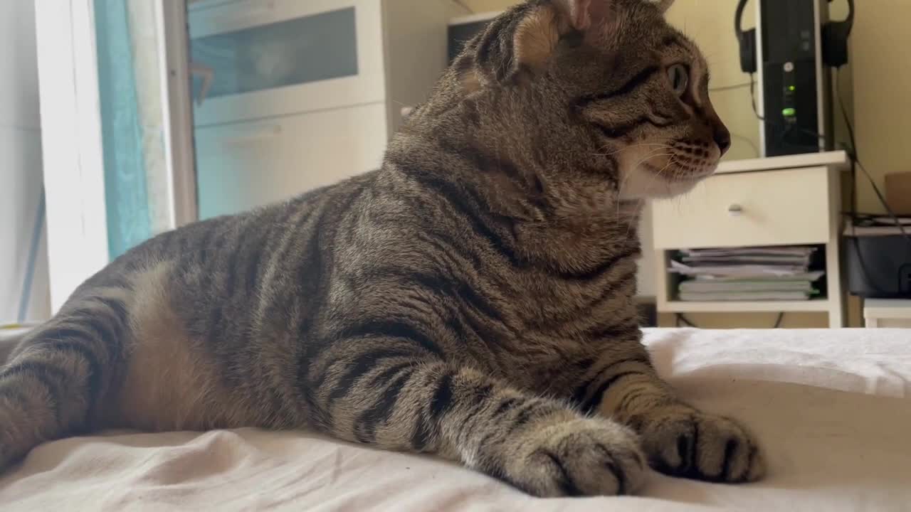 A Day in the Life of a Cat #14