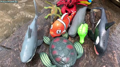 Close Encounters with Sea Creatures