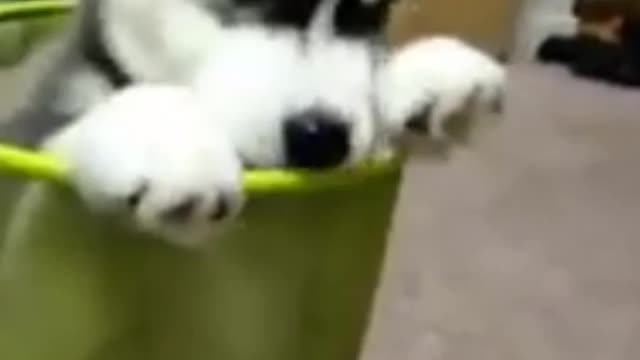 Funniest dog 🐈🐕 Part - 04