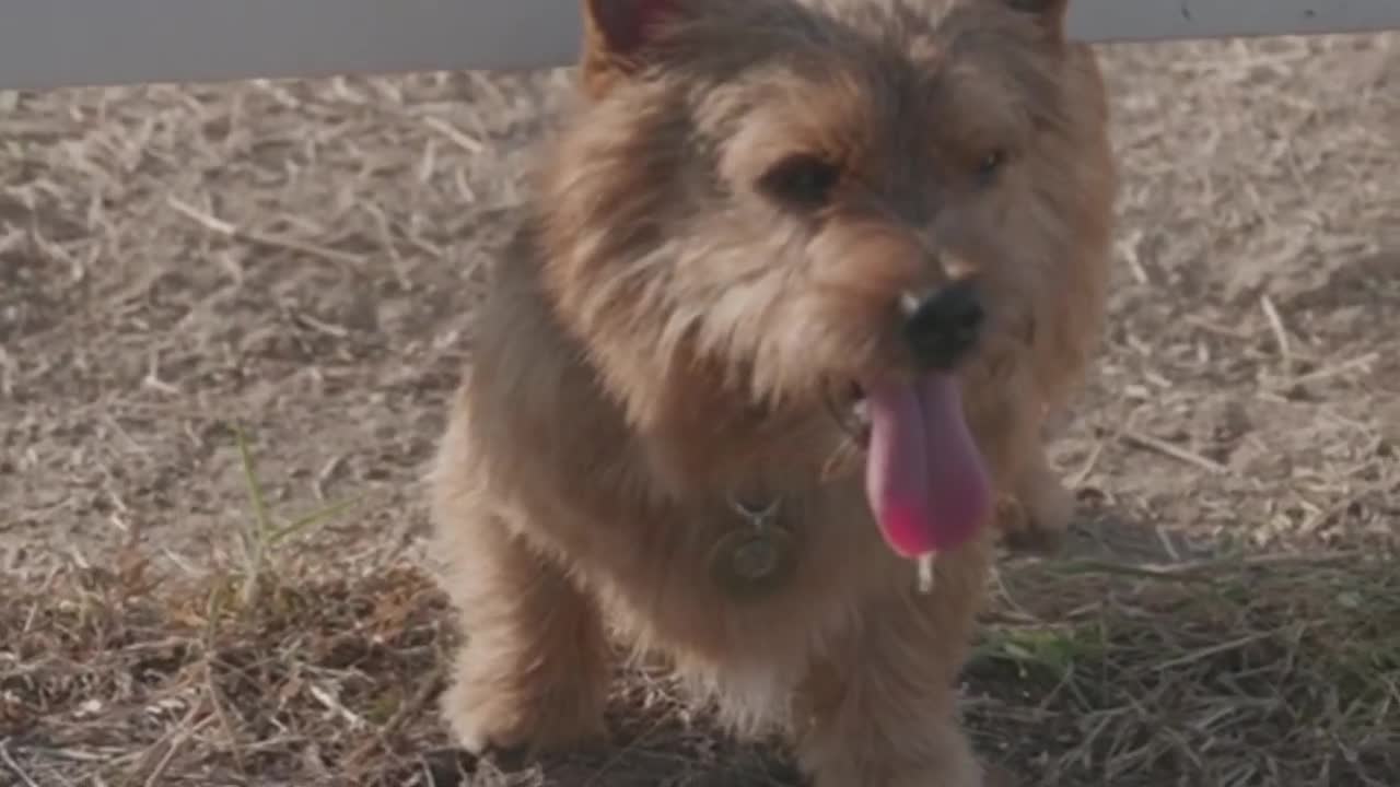 Funny Dogs