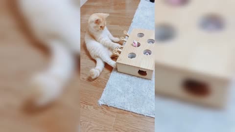 Kitty playing with a toy 😀